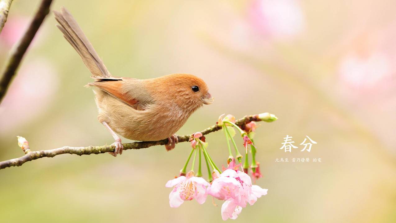 烟台短视频拍摄培训-日照抖音运营课程最权威,抖音小白运营课程有哪些,厚街镇抖音运营教程团队