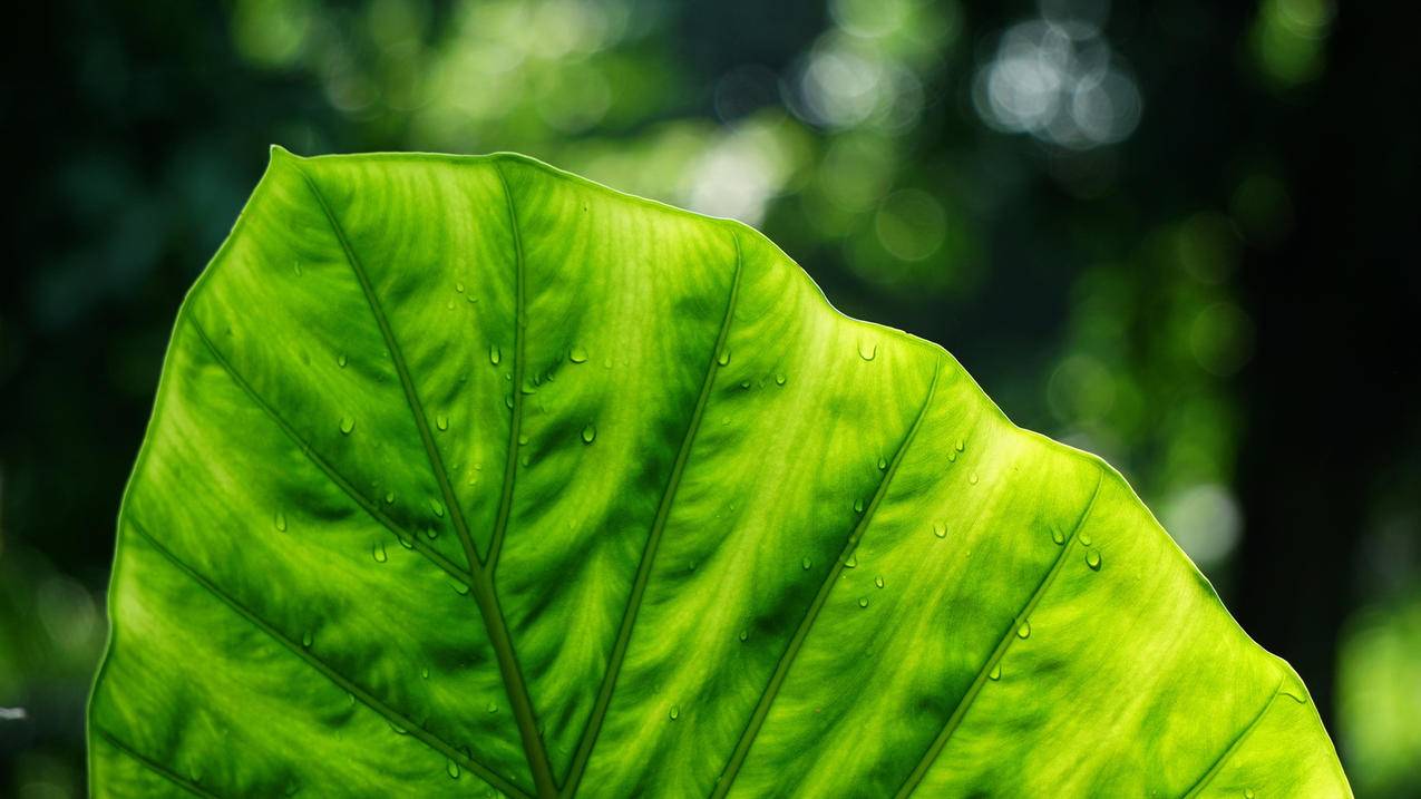 短视频拍摄免费培训-0基础抖音开播教程,上海企业抖音号运营课程,剪映百度云网盘素材下载