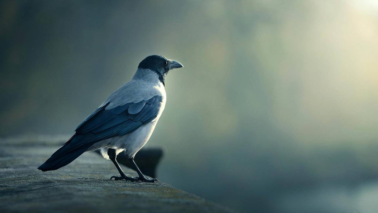 抖音特效师全套教程视