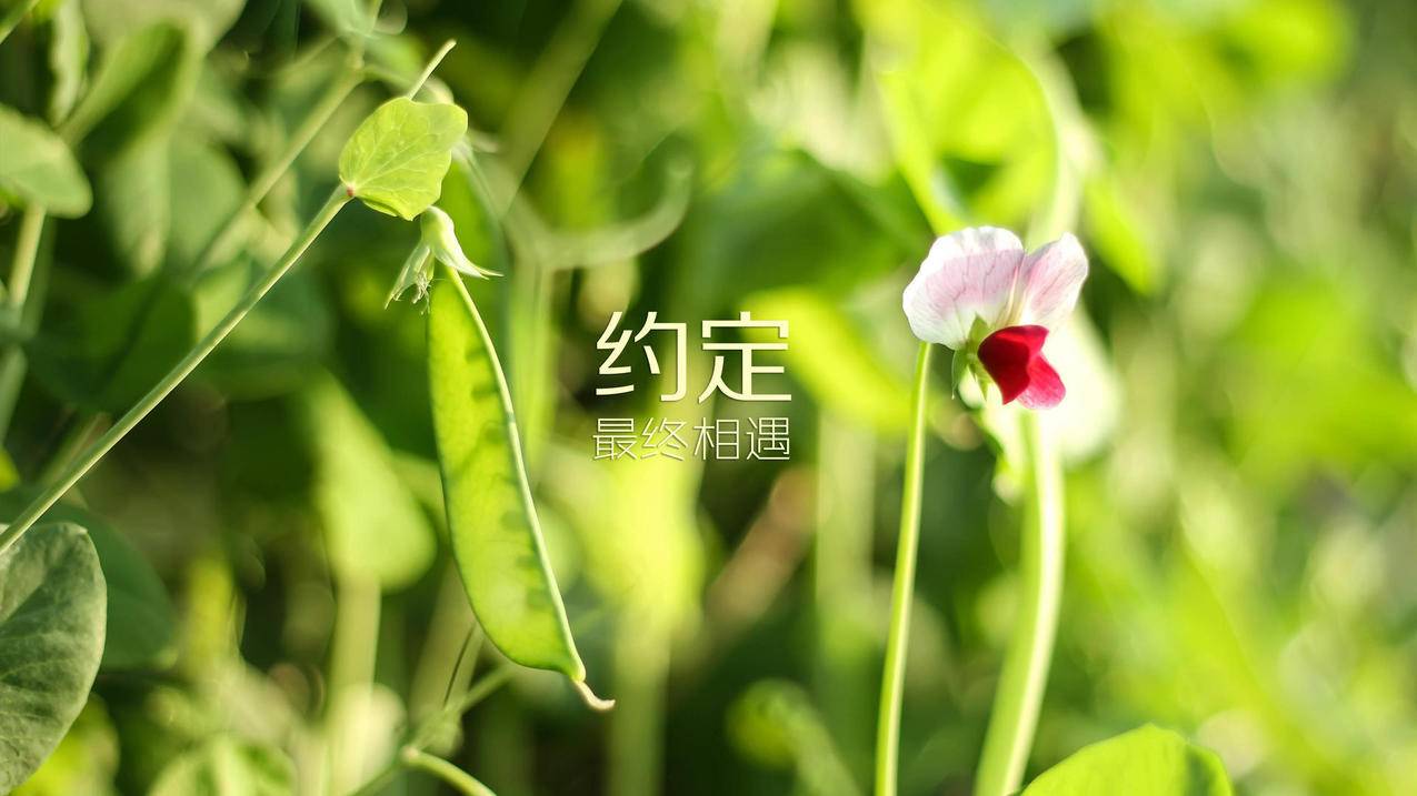 零基础剪映教学视频 - 抖音剪辑软件有哪些-陪诊抖音运营课程