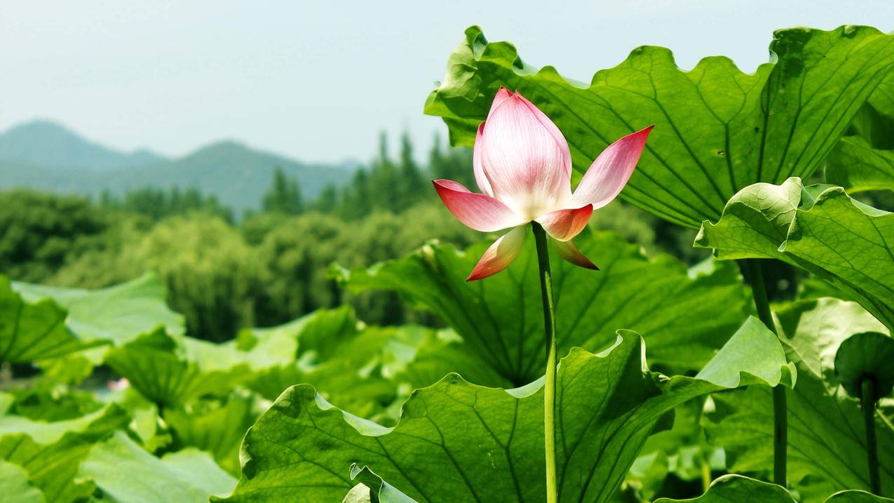 家居建材怎么开抖音小