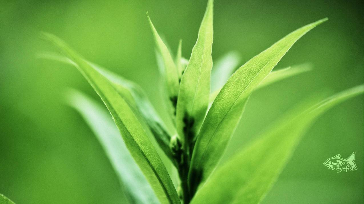 抖音做特效赚钱零基础 - 抖音运营课程菲菲-零基础入门学抖音-抖音特效零基础教程视频